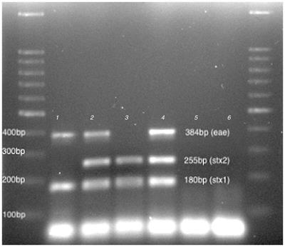 Influence of cheese making process on STEC bacteriophage release